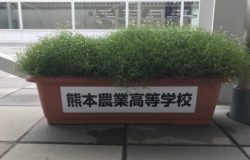 熊本農業高校　生徒さんの花卉展示について（6月）