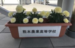 熊本農業高校　生徒さんの花卉展示について（5月）