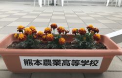 熊本農業高校　生徒さんの花卉展示について（４月）