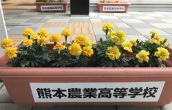 熊本農業高校　生徒さんの花卉展示について（５月）