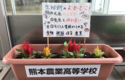 熊本農業高校　生徒さんの花卉展示について（６月）