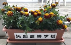 矢部高校　生徒さんの花卉展示について（７月）