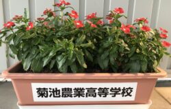 菊池農業高校　生徒さんの花卉展示について（９月）