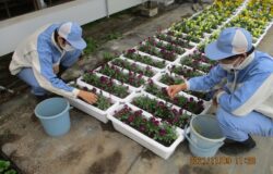 鹿本農業高校　生徒さんの花卉展示について（11月）