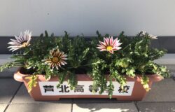 芦北高校　生徒さんの花卉展示について（2022年3月）