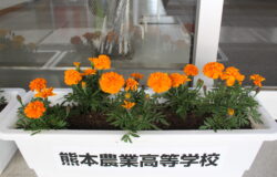 熊本農業高校　生徒さんの花卉展示について（2022年4月）