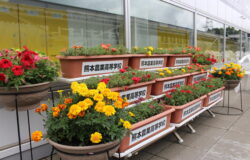 熊本農業高校　生徒さんの花卉展示について（2022年6月）